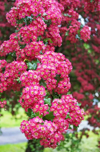 Hawthorn Inflorescence Delicate Pink Flowers Branch Green Leaves Sunny Spring — Stock Photo, Image