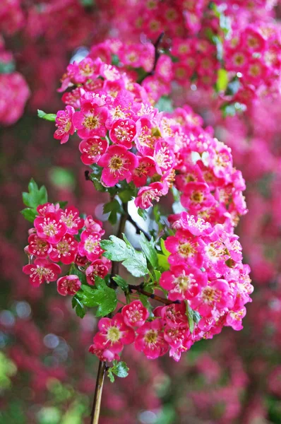 Inflorescencia Espino Con Delicadas Flores Rosadas Una Rama Con Hojas —  Fotos de Stock