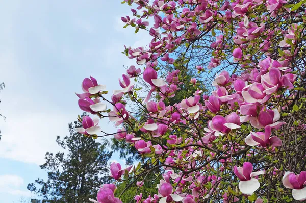 Bahçesinde yeşil yaprakları olan bir dalda narin pembe ve beyaz yaprakları olan büyük çiçekli manolya.