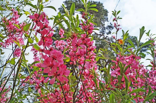 Branche Sakura Avec Des Fleurs Denses Délicates Avec Des Pétales — Photo