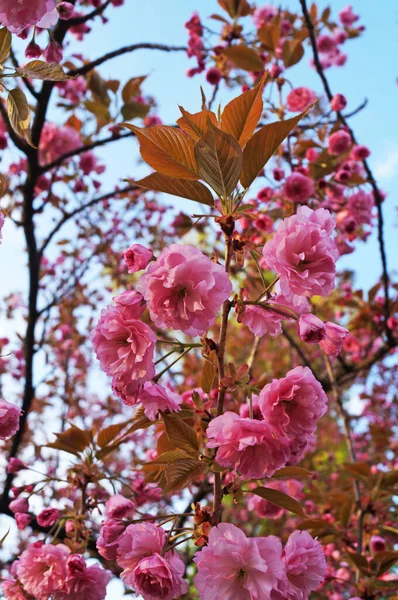 Narin, sık çiçekli, pembe yapraklı ve yeşil yapraklı Sakura dalı bir bahar günü parktaki bir ağaçta.