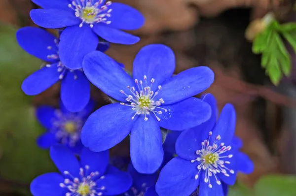 Anemon çiçekleri ve narin mavi yapraklar bir çayırda yeşil yapraklar bir bahar günü
