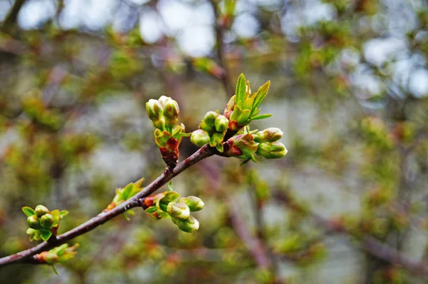 Flores Cereja Cereja Com Pétalas Brancas Ramo Com Folhas Verdes — Fotografia de Stock