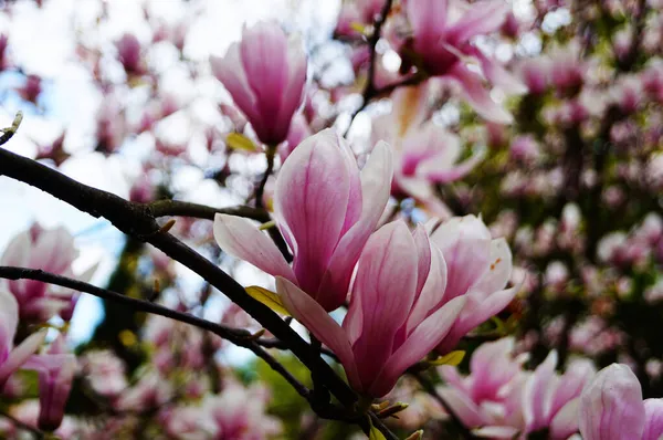 Magnolia Aux Grandes Fleurs Aux Délicats Pétales Roses Blancs Sur — Photo