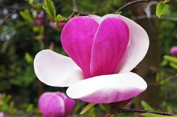 Magnolia Large Flowers Delicate Pink White Petals Branch Green Leaves — Stock Photo, Image