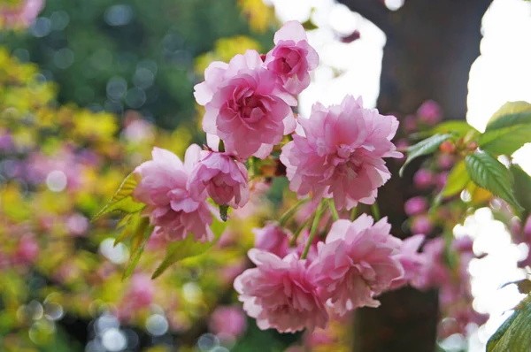 Gałąź Sakura Delikatnymi Gęstymi Kwiatami Różowymi Płatkami Zielonymi Liśćmi Drzewie — Zdjęcie stockowe