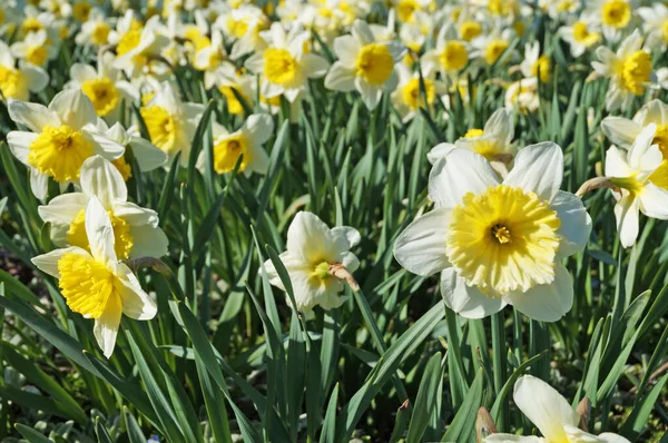 Narcis Květiny Jemnými Bílými Žlutými Okvětními Lístky Keři Zelenými Listy Royalty Free Stock Obrázky
