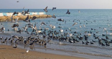 Kuğular ve siyah tüylü ördekler güneşli bir kış gününde denizin üzerinde otururlar.