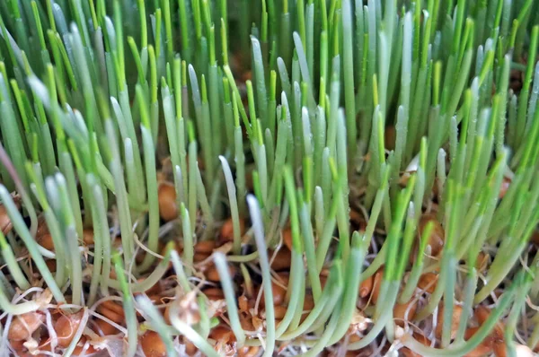 Uzun ince yeşil yapraklı yeşil buğday filizleri güneşli bir günde