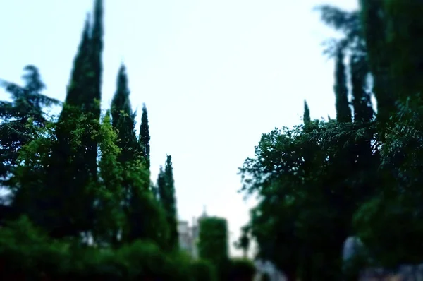 Parktaki yeşil uzun selvi ağaçları Bir yaz günü mavi gökyüzünün arka planında