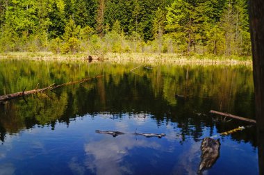 Güneşli bir günde, yüksek yeşil bir ormanın yakınında berrak suları olan dağ gölü.