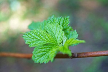 Bir bahar günü ormanda yeşil ve kırmızı yapraklı böğürtlen dalı