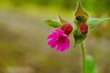 Parlak gül yaprakları ve yeşil yaprakları olan yabani bir çiçek Bir bahar günü çimenlikte