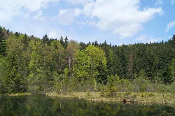 Ορεινή Λίμνη Καθαρά Ήρεμα Νερά Κοντά Ένα Ψηλό Καταπράσινο Δάσος — Φωτογραφία Αρχείου