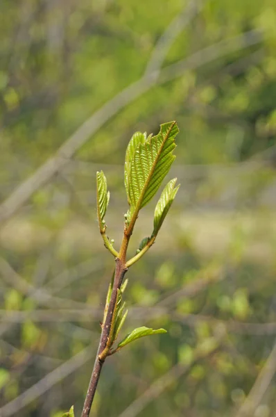 Гілка Дерева Молодим Зеленим Жовтим Рожевим Листям Сонячний Весняний День — стокове фото