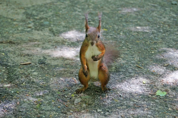 Kırmızı ve beyaz kürklü bir sincap güneşli bir bahar gününde parkta oturur.
