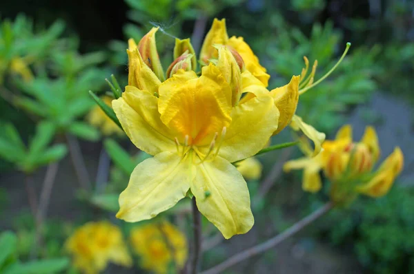 Rododendro Flor Com Delicadas Pétalas Amarelas Botões Arbusto Verde Parque — Fotografia de Stock