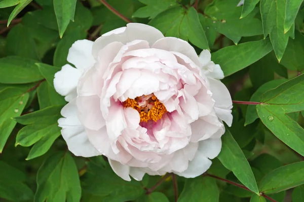 Fleur Pivoine Aux Délicats Pétales Blanc Rosâtre Milieu Jaune Sur — Photo