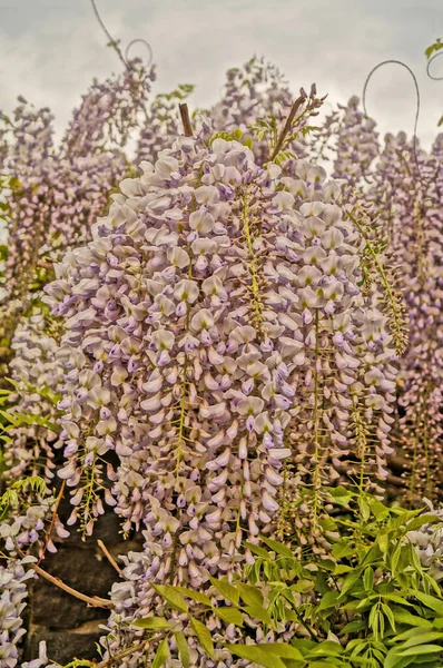 Wisteria bush with green leaves and thick bouquets of flowers with delicate white-purple petals on a sunny spring day