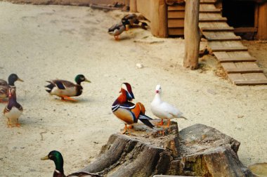 Güneşli bir günde şöminede oturan renkli tüylü Mandarin ördeği.