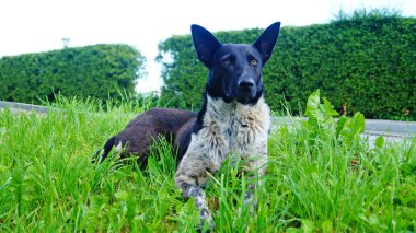Siyah beyaz kürklü bir köpek bir bahar günü parktaki yeşil çimlerde oturur.