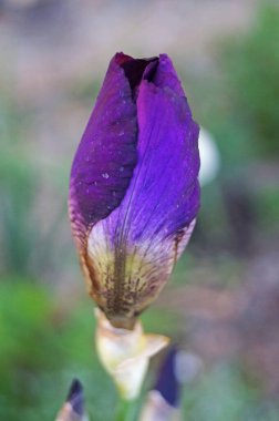 İris çiçekleri ve tomurcukları Bir bahar günü çiçek tarhında beyaz sarı ve mavi yapraklar