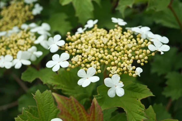 春の日に緑色の葉を持つ枝に白い繊細な花弁のあるビブラムの花や芽 — ストック写真