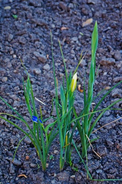 Iris Blommor Och Knoppar Med Vita Gula Och Blå Kronblad — Stockfoto