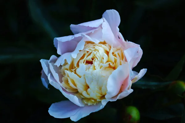 Fleur Pivoine Aux Délicats Pétales Blanc Rosâtre Milieu Jaune Sur — Photo