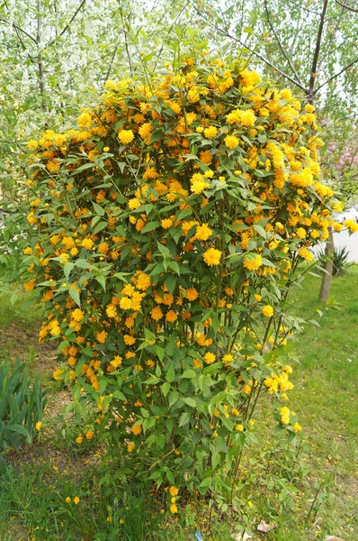 Arbusto Ornamentale Con Grandi Fiori Gialli Boccioli Foglie Verdi Nel — Foto Stock