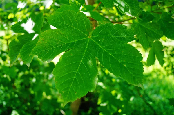 Hoja Arce Verde Grande Con Rayas Una Rama Bosque Día — Foto de Stock