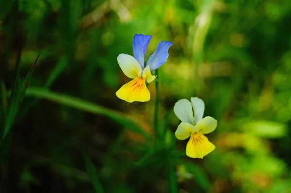 Fleur Sauvage Aux Pétales Bleus Jaunes Blancs Sur Une Pelouse — Photo