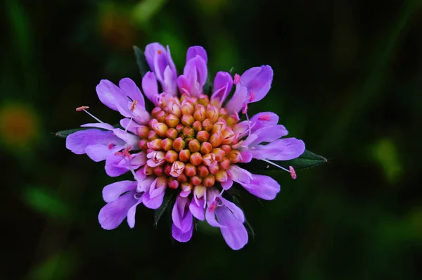 Divoký Květ Jemnými Fialovými Okvětními Lístky Pozadí Zelené Trávy Jarní — Stock fotografie
