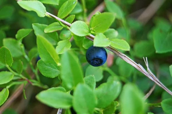 Blaubeerstrauch Mit Reifen Dunkelblauen Beeren Und Grünen Blättern Wald Einem — Stockfoto