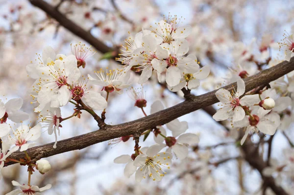 Гілка Вишневого Дерева Ніжними Квітами Білими Пелюстками Весняний День — стокове фото