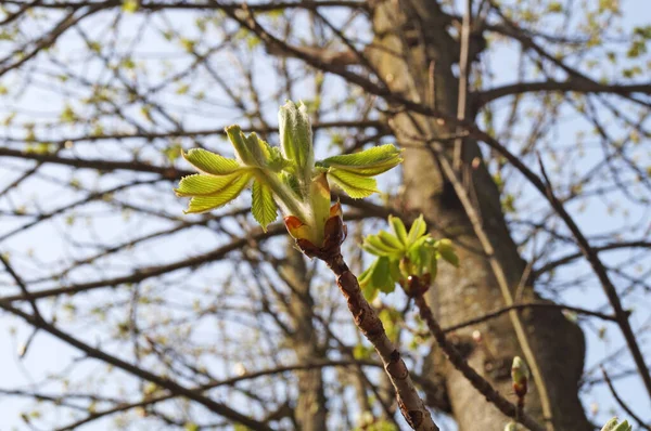 Κλαδιά Κάστανου Νεαρά Διαφανή Ανοιχτόχρωμα Πράσινα Φύλλα Στο Πάρκο Την — Φωτογραφία Αρχείου