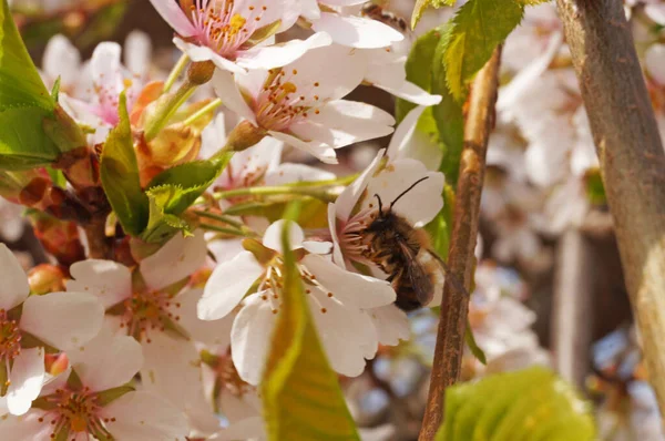 Kirschbaumzweig Mit Zarten Blüten Mit Weißen Blütenblättern Einem Frühlingstag — Stockfoto