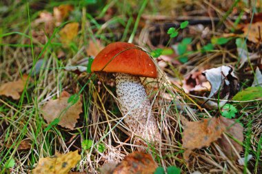 Kırmızı şapkalı huş ağacı mantarı ve kır sapı bir sonbahar günü yapraklarda ve çimenlerde yetişir.