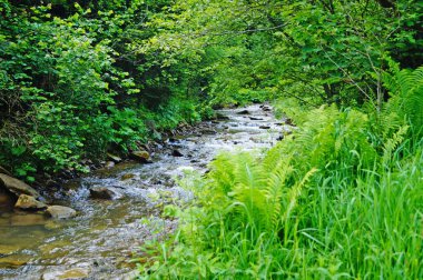 Şeffaf bir dağ nehri bir yaz günü ağaçlar ve eğrelti otları arasında ormanda akar.