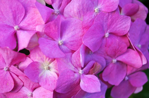 Hydrangea Branch Large Pink Flowers Green Leaves Sunny Summer Day — Stock Photo, Image