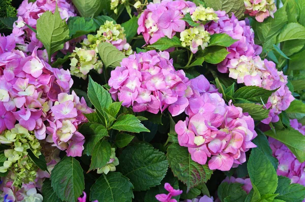 Hydrangea Branch Large Pink Flowers Green Leaves Sunny Summer Day — Stock Photo, Image