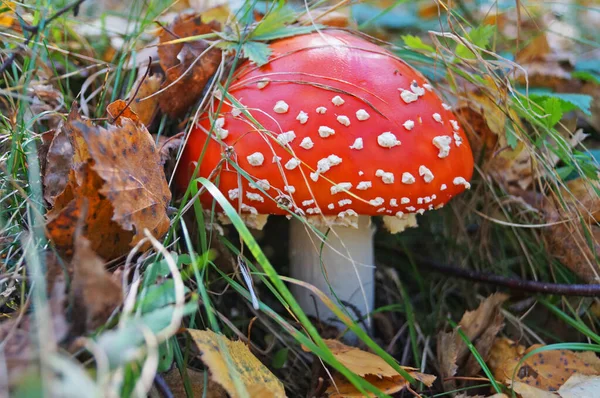 Cogumelo Amanita Com Boné Vermelho Com Manchas Brancas Caule Branco — Fotografia de Stock