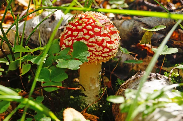 Amanita Svamp Med Röd Hatt Med Vita Fläckar Och Vit — Stockfoto