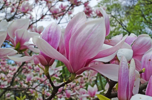 Branche Magnolia Avec Grandes Fleurs Des Bourgeons Avec Des Pétales — Photo