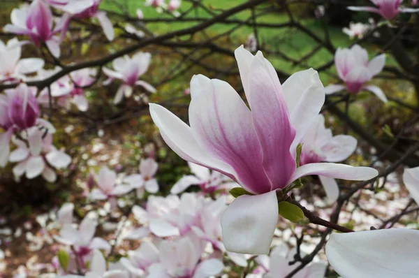 Magnolia Tak Met Grote Bloemen Knoppen Met Roze Witte Bloemblaadjes — Stockfoto
