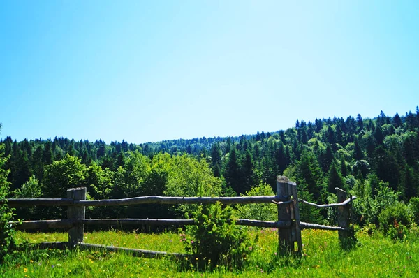 Vista Panorámica Las Montañas Los Cárpatos Cubiertas Hierba Verde Bosque — Foto de Stock