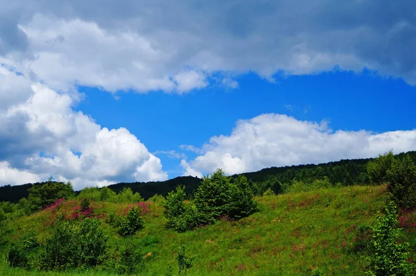 Karpat dağlarının panoramik manzarası güneşli bir yaz gününde yeşil çimen ve ormanla kaplıydı.