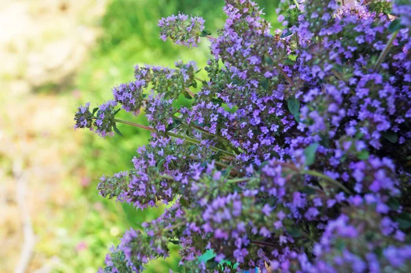 Flores Tomilho Com Pétalas Roxas Delicadas Buquê Fundo Grama Verde — Fotografia de Stock