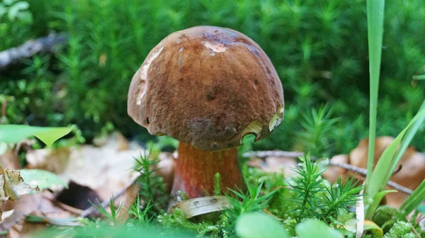 Seta Roble Con Una Tapa Marrón Tallo Amarillo Bosque Día — Foto de Stock