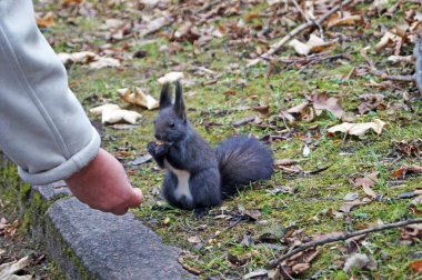 Sonbahar parkında siyah kürklü bir sincap güneşli bir günde fındık yer.
